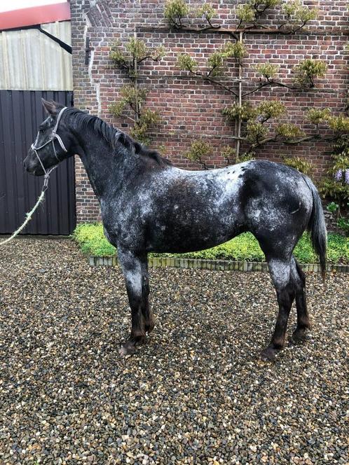 appaloosa, Dieren en Toebehoren, Paarden, Merrie, Onbeleerd, Minder dan 160 cm, 3 tot 6 jaar, Westernpaard, Gechipt, Ontwormd