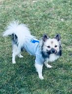 Wolfsspitz  Japanse Spits, Dieren en Toebehoren, België, Particulier, Keeshond, 15 weken tot 1 jaar