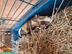 Cavia, Dieren en Toebehoren, Knaagdieren, Cavia, April, Mannelijk, Tam