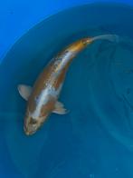 Japanse koi 25-30cm, Karper of Koi
