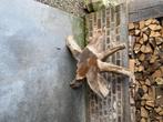 Kerselaar gekuiste wortelstronk, Tuin en Terras, Ophalen, Gebruikt, Hout, Abstract beeld