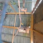 Europese hoppen, Dieren en Toebehoren, Vogels | Overige Vogels, Meerdere dieren, Wildzangvogel, Geringd