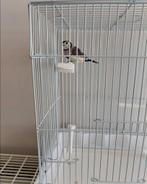 Bichenows astrild / Diamant de Bicheno, Dieren en Toebehoren, Vogels | Overige Vogels, Mannelijk