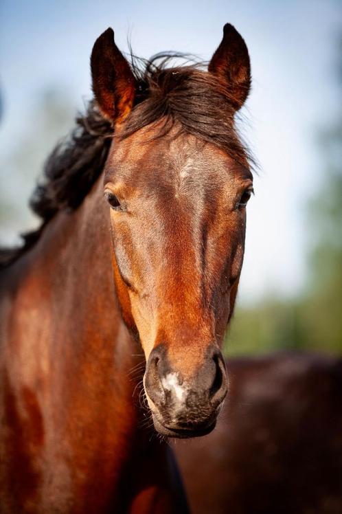 Halve stal - verzorgpaard - groom - bijrijder, Dieren en Toebehoren, Paarden, Merrie, Niet van toepassing, 165 tot 170 cm, 3 tot 6 jaar