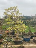 Bonsaï Acer palmatum, Enlèvement