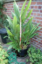 WITTE Hedychium in kuip 20 groeipunten! PROMOTIE moederplant, Zomer, Vaste plant, Overige soorten, Ophalen