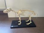 Skelet hond, Ophalen, Gebruikt