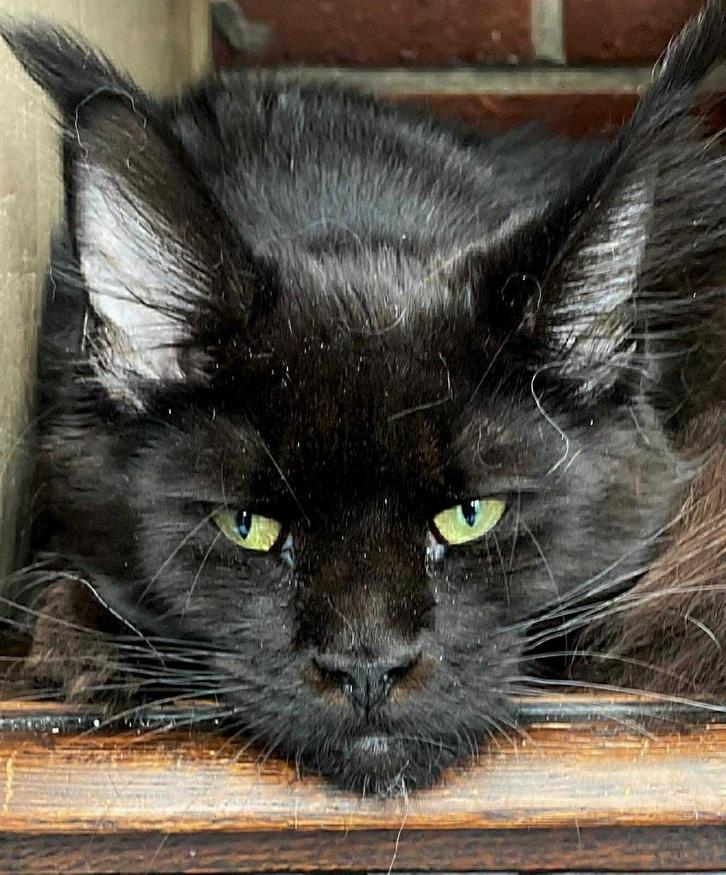 Maine Coon poes  met stamboom!!! Twee jaar oud ., Dieren en Toebehoren, Katten en Kittens | Dekkaters, 0 tot 2 jaar