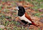 Driekleur non, Dieren en Toebehoren, Meerdere dieren, Tropenvogel, Geringd