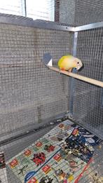 Recherche pyrrhura molinae bleu double facteur violet, Dieren en Toebehoren, Vogels | Parkieten en Papegaaien