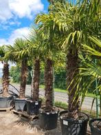 Winterharde palmbomen Trachycarpus Fortunei, Tuin en Terras, Planten | Bomen, Ophalen, Halfschaduw