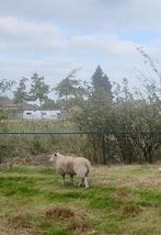 Ooilam, Dieren en Toebehoren, Schapen, Geiten en Varkens, Vrouwelijk, Schaap, 0 tot 2 jaar