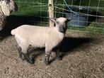 Zuiver Hampshire down, Animaux & Accessoires, Moutons, Chèvres & Cochons, Mouton, Femelle, 0 à 2 ans