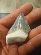 Megalodon haaientand, Verzamelen, Mineralen en Fossielen, Ophalen of Verzenden