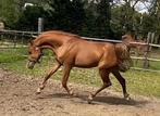 Arabisch volbloed Sportpaard, Dieren en Toebehoren, Paarden