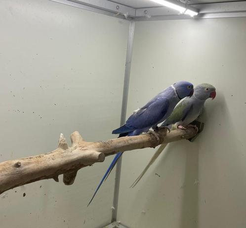 kweekkoppel halsbandparkieten opaline wkws, Dieren en Toebehoren, Vogels | Parkieten en Papegaaien, Papegaai