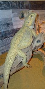 Baardagaam female