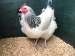 Jonge tamme Sussex kippen groot soort gesekst en ingeënt, Poule ou poulet, Femelle