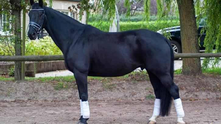 Cheval hongre de dressage, Animaux & Accessoires, Chevaux, Hongre, L