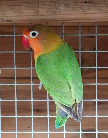 Dwergpapegaai agapornis fischerie beschikbaar voor biedingen