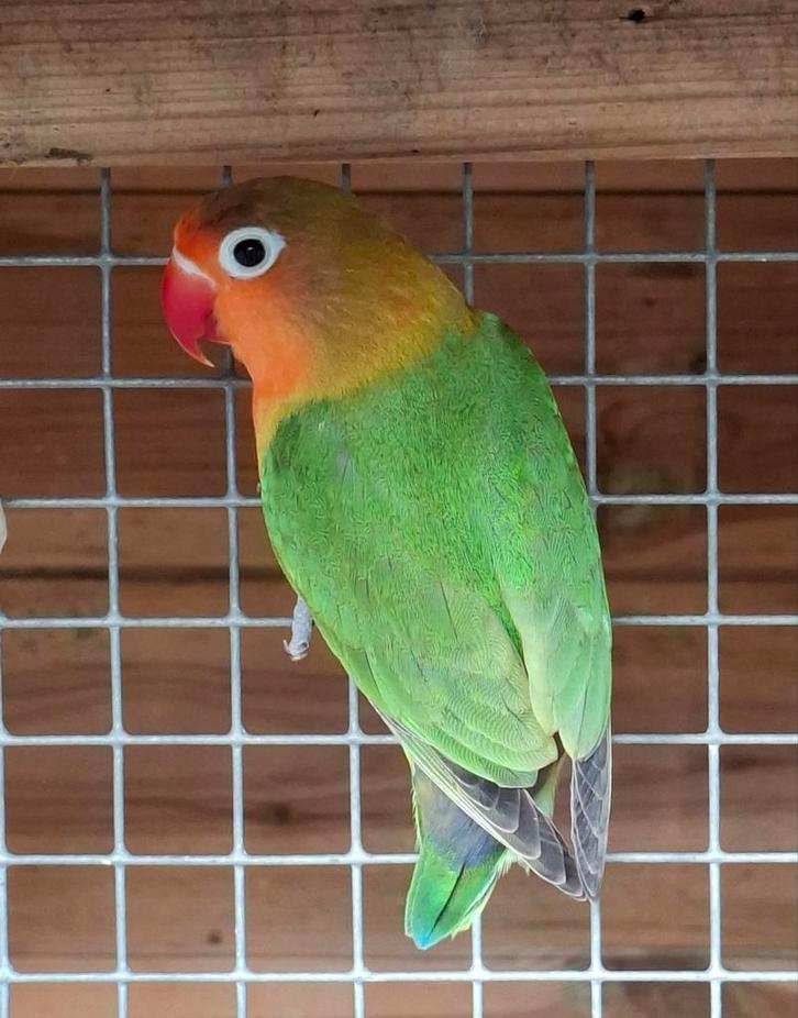 Dwergpapegaai agapornis fischerie, Dieren en Toebehoren, Vogels | Parkieten en Papegaaien, Dwergpapegaai of Agapornis, Mannelijk