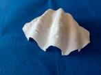 Doopvontschelp tridacna gigas  32cm, Ophalen, Schelp(en)