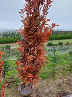Quercus x Bimondorum (Zuil-eik), Tuin en Terras, Zomer, Zuilboom, Volle zon, 250 tot 400 cm