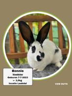 TER ADOPTIE VOEDSTER, Dieren en Toebehoren, Konijnen, Vrouwelijk, Klein, 0 tot 2 jaar