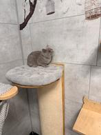 Brits korthaar, Dieren en Toebehoren, Katten en Kittens | Raskatten | Korthaar, Gechipt