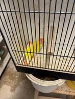 pallid opaline roseicollies, Dieren en Toebehoren, Vogels | Parkieten en Papegaaien, Geringd