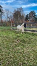 nmprs hengstje  en mini shetland merrie, Animaux & Accessoires, Poneys, Plusieurs animaux, Vermifugé