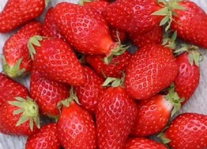 10 GARIGUETTE-aardbeienzaden, Tuin en Terras, Bloembollen en Zaden, Ophalen of Verzenden