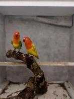 Opaline fischeri split voor lutino opaline, Dieren en Toebehoren