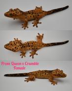 Wimpergekko superdalmatian vrouw 2024, Dieren en Toebehoren, Reptielen en Amfibieën