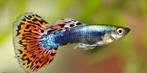 Guppy's, Dieren en Toebehoren, Vis, Zoetwatervis