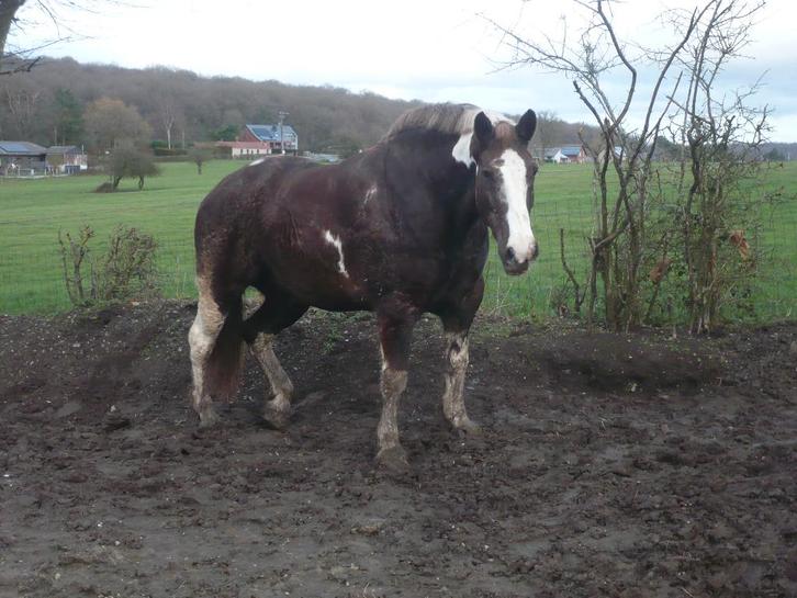 à cheval aux 3 allures seule en forêt très brave, Animaux & Accessoires, Chevaux, Jument, M, 165 à 170 cm, 11 ans ou plus, Cheval de récréation
