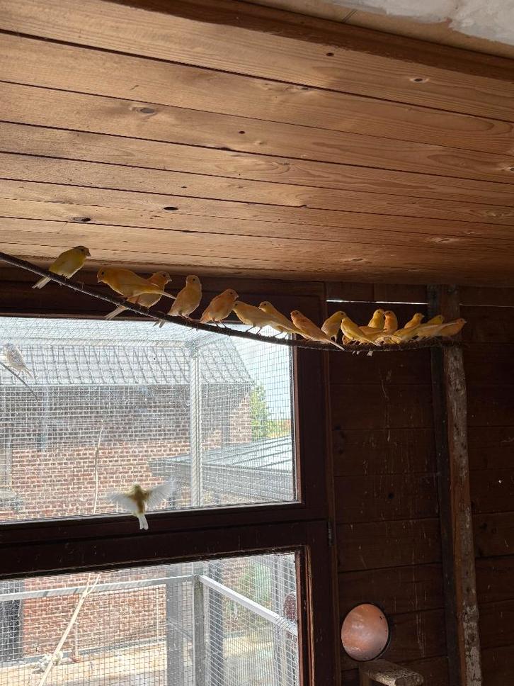 Canaris à vendre, Dieren en Toebehoren, Vogels | Kanaries, Kleurkanarie, Vrouwelijk