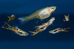 Jonge guppies  man, Dieren en Toebehoren, Vis, Zoetwatervis