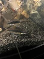 Siamese algeneters, Dieren en Toebehoren, Vissen | Aquariumvissen