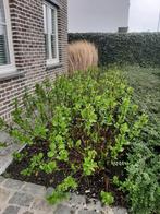 20 mooie planten Hydrangea (hortensia) teller white, Tuin en Terras, Planten | Tuinplanten, Halfschaduw, Zomer, Vaste plant, Overige soorten