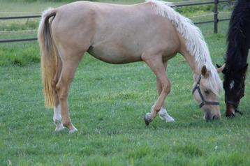 Futurs beaux poneys pour enfants, Poney de récréation, Vermifugé, 0 à 2 ans, Non dressé