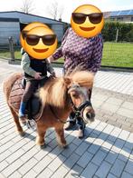 Kindvriendelijke pony te koop, Dieren en Toebehoren, Merrie, Gechipt, A pony (tot 1.17m), Onbeleerd
