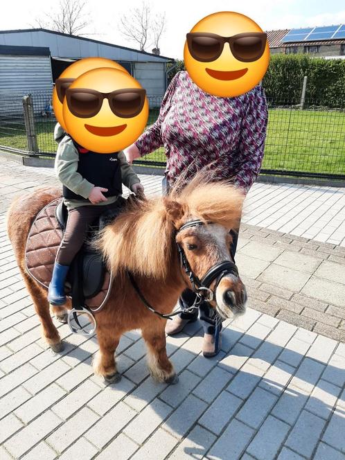 Kindvriendelijke pony te koop, Dieren en Toebehoren, Pony's, Merrie, Onbeleerd, A pony (tot 1.17m), Recreatiepony, 11 jaar of ouder