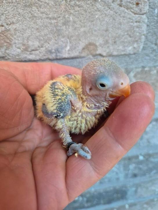Prachtige dwergpapegaaien voor handopfok, Dieren en Toebehoren, Vogels | Parkieten en Papegaaien, Dwergpapegaai of Agapornis, Meerdere dieren
