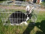 Konijnen, Dieren en Toebehoren, Konijnen