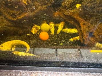 Aquarium met Tylomelania slakken beschikbaar voor biedingen