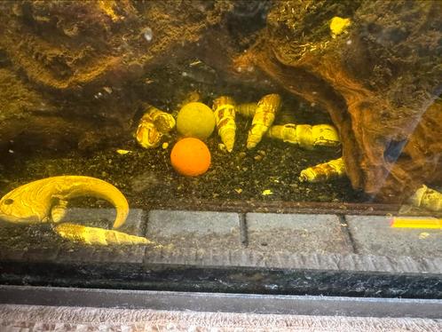Aquarium met Tylomelania slakken, Dieren en Toebehoren, Vissen | Aquariumvissen