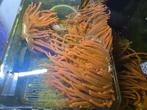 anemone marin, Dieren en Toebehoren, Vissen | Aquariumvissen, Vis