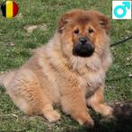 Prachtige Chow Chow pups te koop (Belgisch), Dieren en Toebehoren, Honden | Poolhonden, Keeshonden en Oertypen, België, CDV (hondenziekte)