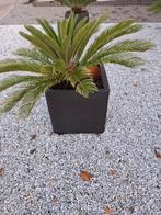 Cycas Revoluta, Tuin en Terras, Ophalen